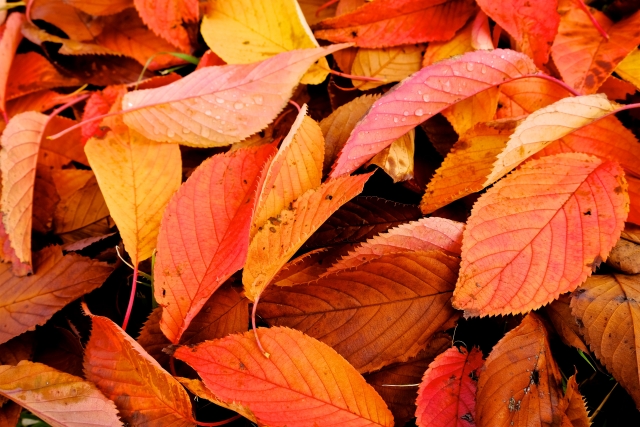 関西の見逃せない自然現象、秋の桜紅葉の見どころ - 京都編